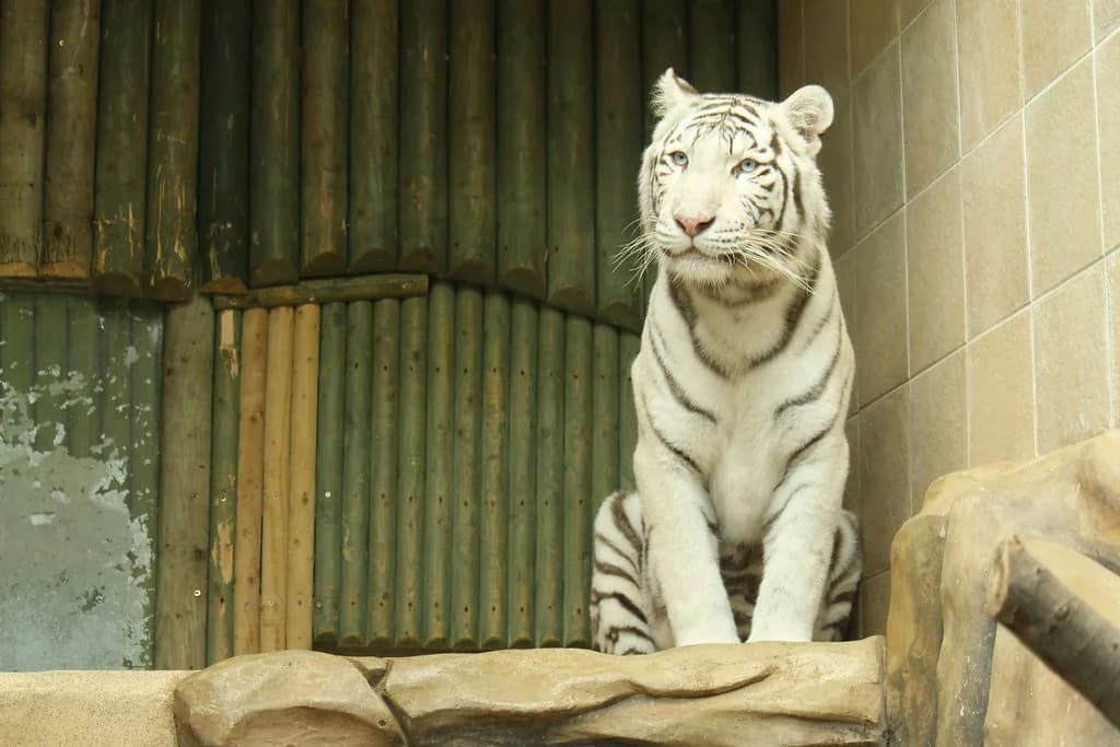 Liberec Zoo: The Czech Republic's Oldest Zoo