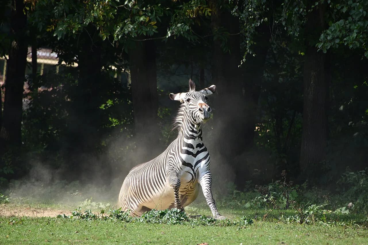 Ostrava Zoo: Exhibits, Botanical Trails and Planning a Visit