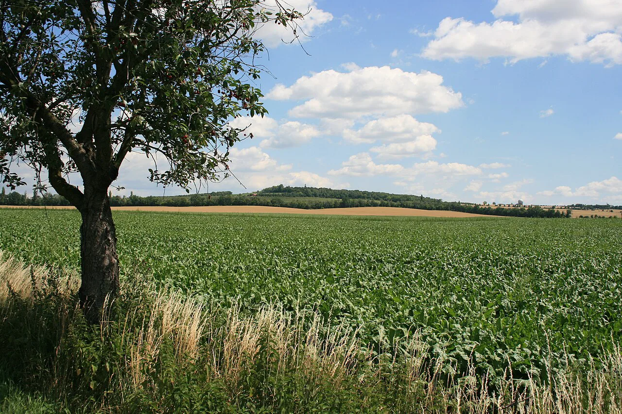 The Pratzen Heights (Pracký kopec) seen across fields from Kobylnice.