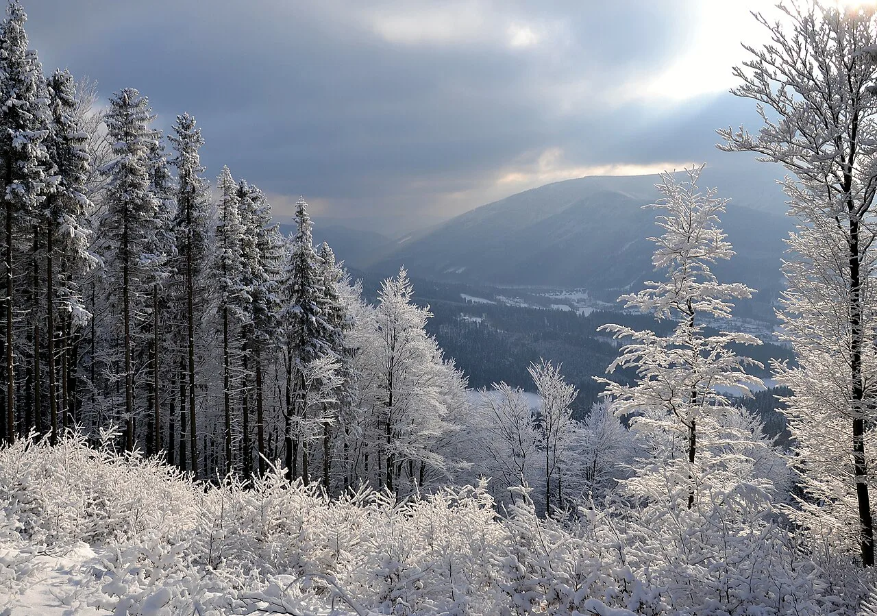 Frost-covered spruce forest in the Moravian-Silesian Beskids in winter.