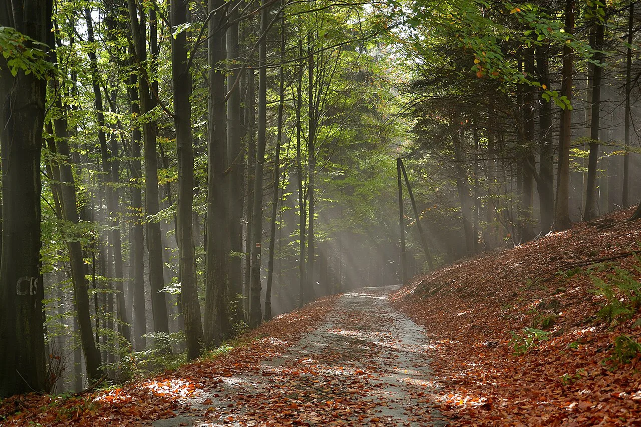 Knight's Path hiking trail through beech forest in the Silesian Beskids.