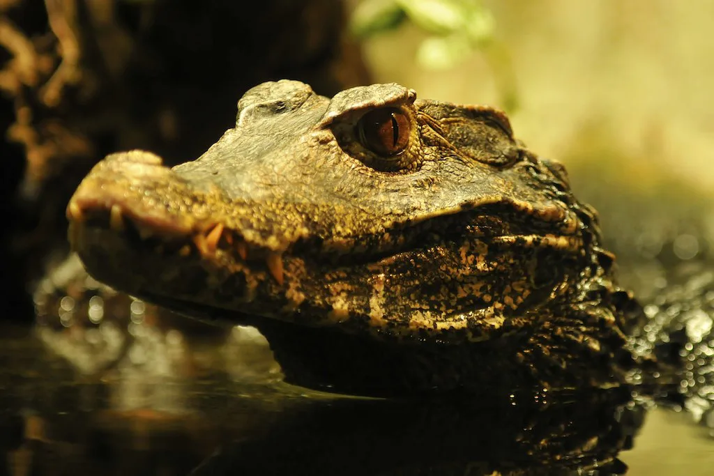 Venue view: a crocodile at Brno Zoo in Brno, Czech Republic.