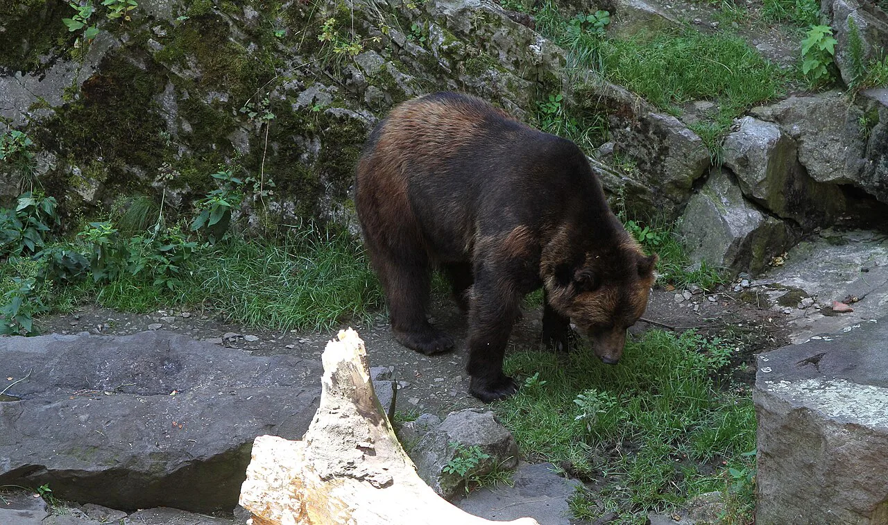 A brown bear in the bear moat at Český Krumlov Castle.