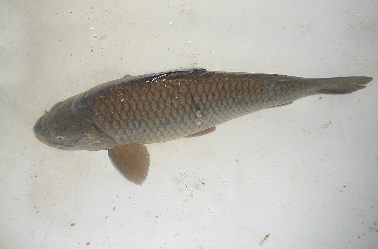 A live Christmas carp kept in a bathtub, a Czech holiday tradition.