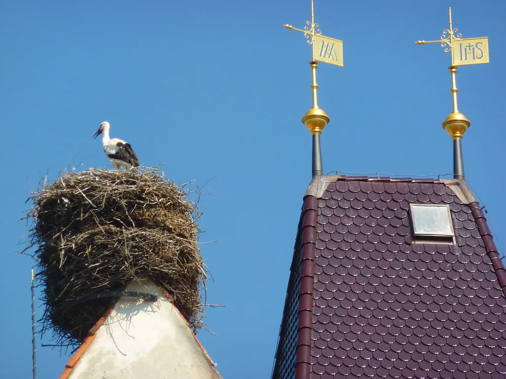 A white stork on its nest beside the church spire in the village of Dubné