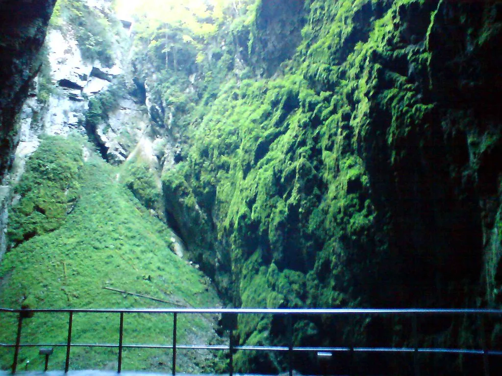 The forested walls of the Macocha Abyss in the Moravian Karst