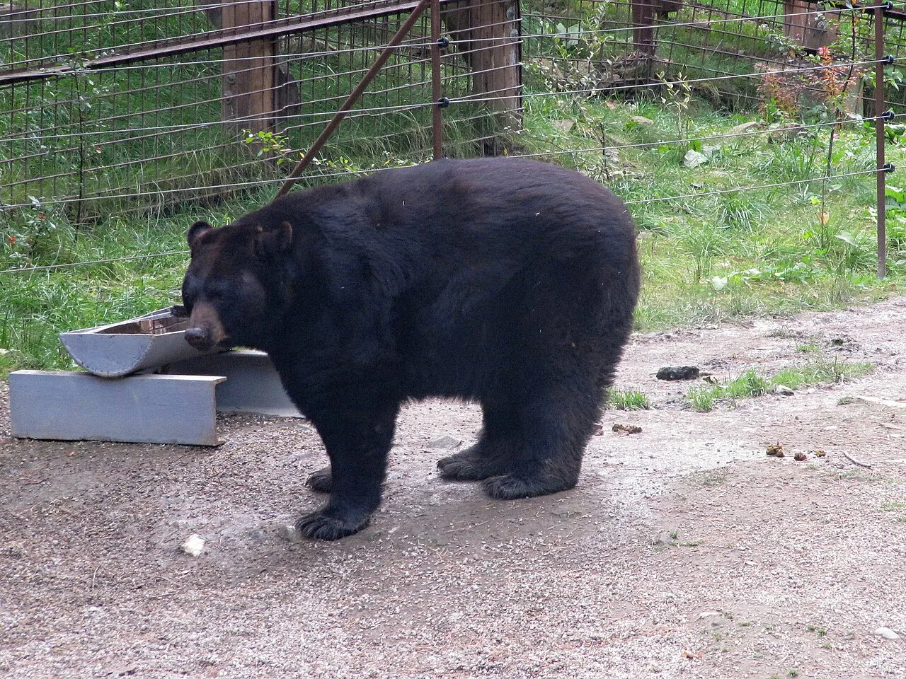 An American black bear at Olomouc Zoo.