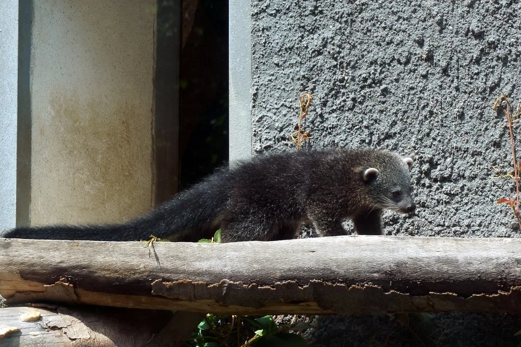 Venue view: Binturong at ZOO Olomouc, Czech Republic.