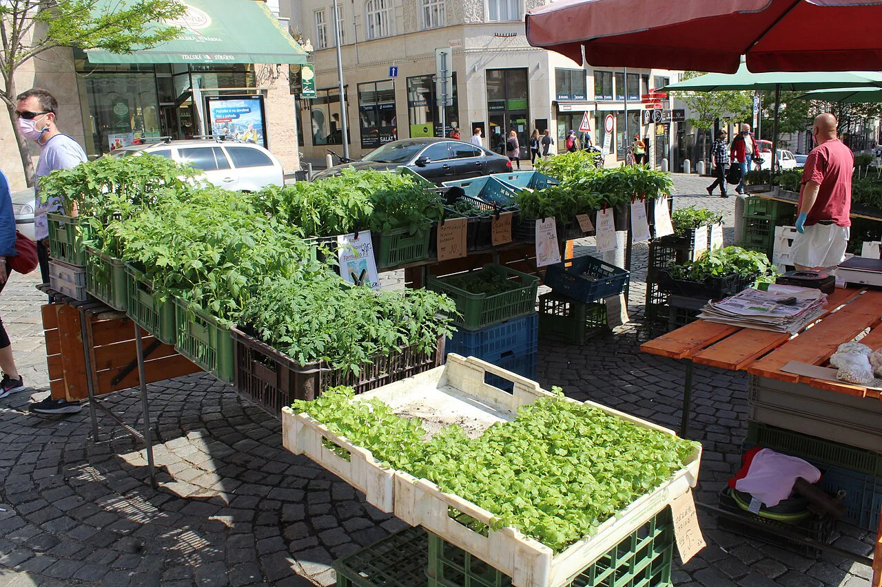Stalls of fresh greens at the Cabbage Market (Zelný trh) in Brno.