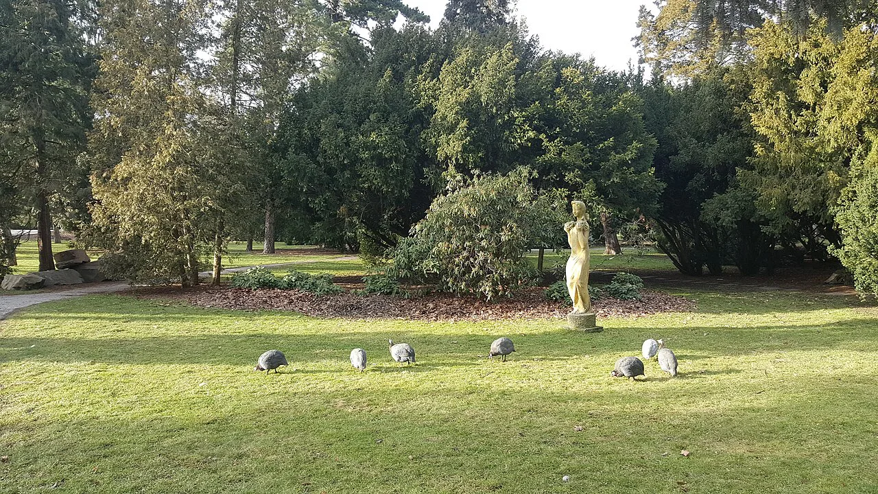 Peafowl on a lawn in Smetanovy sady park, Olomouc