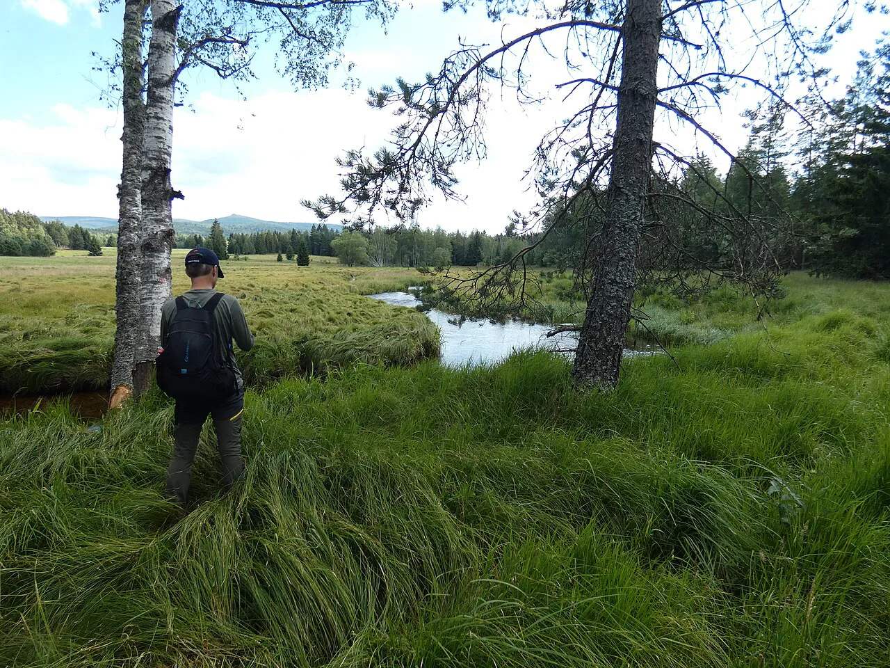 A wetland meadow near Nové Údolí in Šumava.