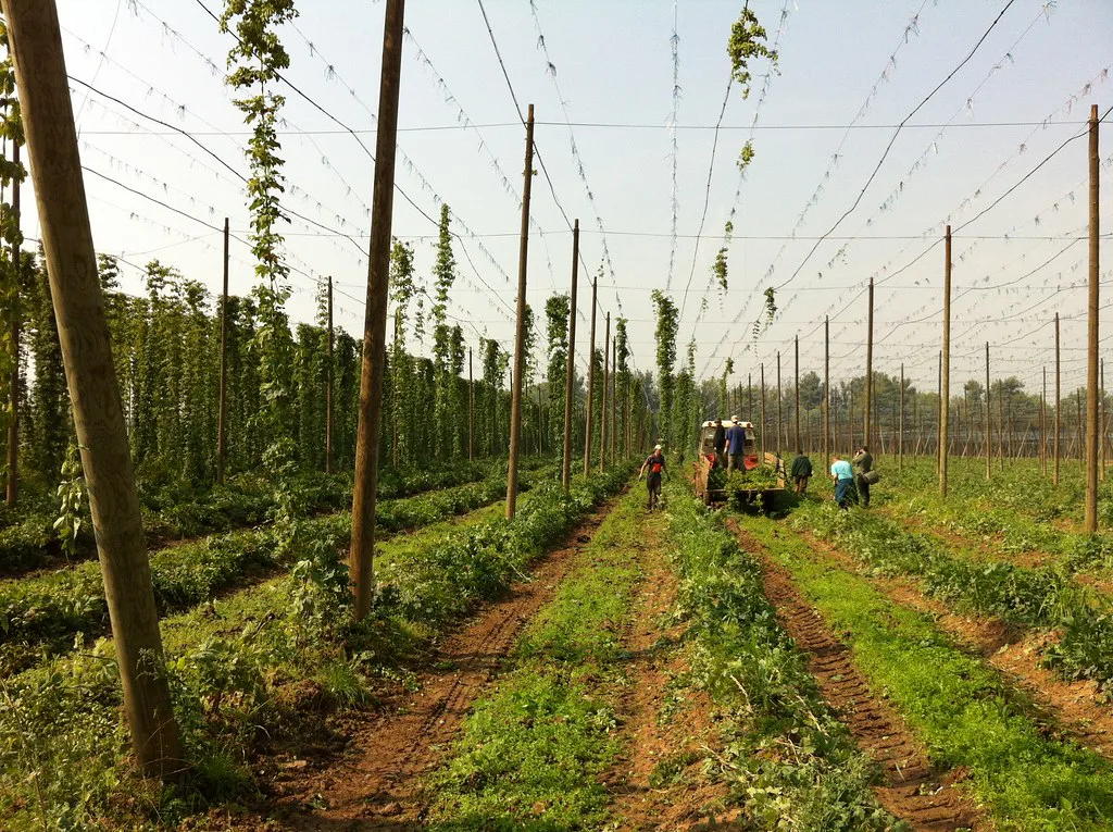 Rows of hop poles and wires in a hop garden near Žatec