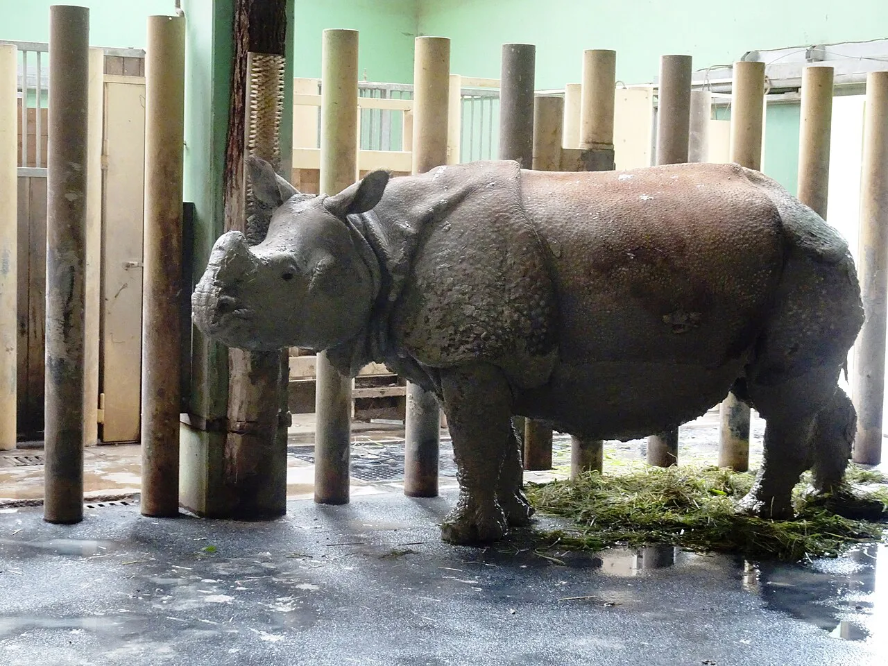 An Indian rhinoceros at Zoo Plzeň.