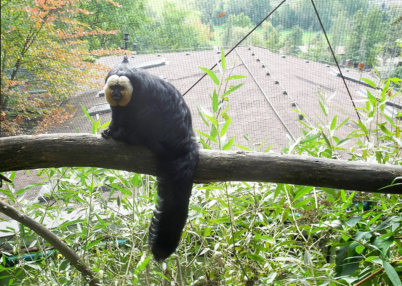 A white-faced saki at Zoo Plzeň.